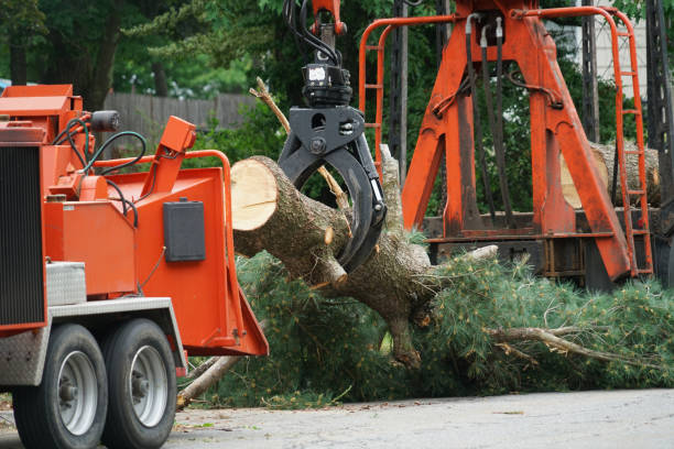 How Our Tree Care Process Works  in  Pineville, NC