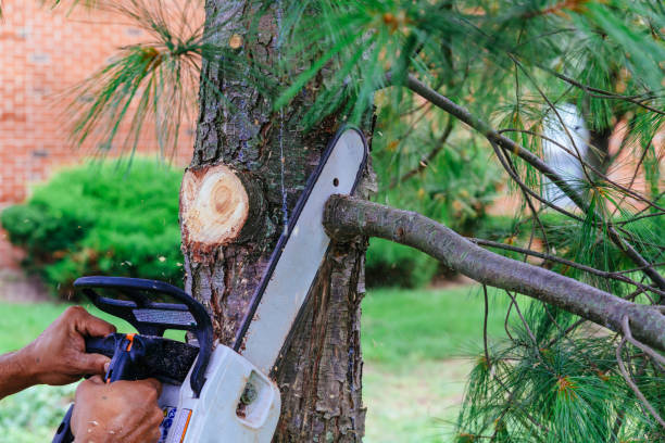 Trusted Pineville, NC  Tree Services Experts